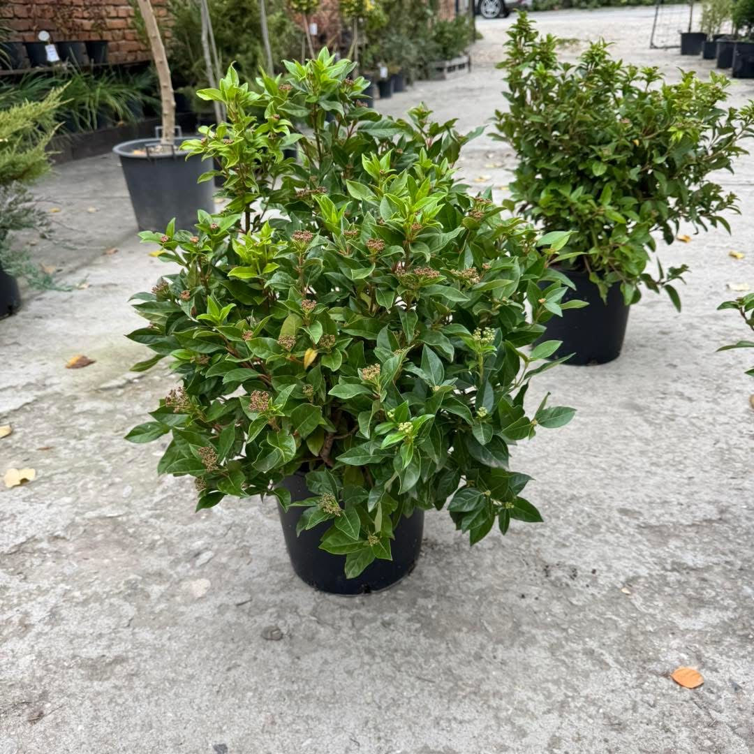 🌿 Лавролистна калина (Viburnum tinus) 🌿