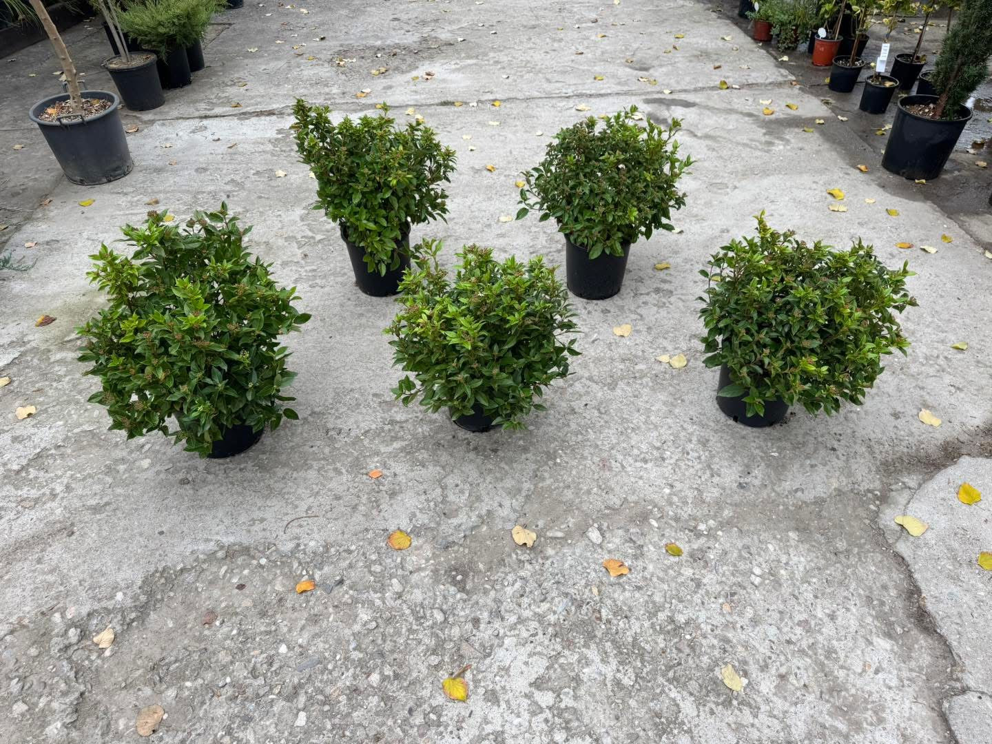 🌿 Лавролистна калина (Viburnum tinus) 🌿