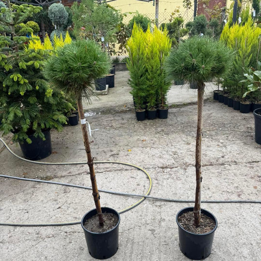 🌲 Pinus ‘Brepo Bambino’ 100–110 см 🌲