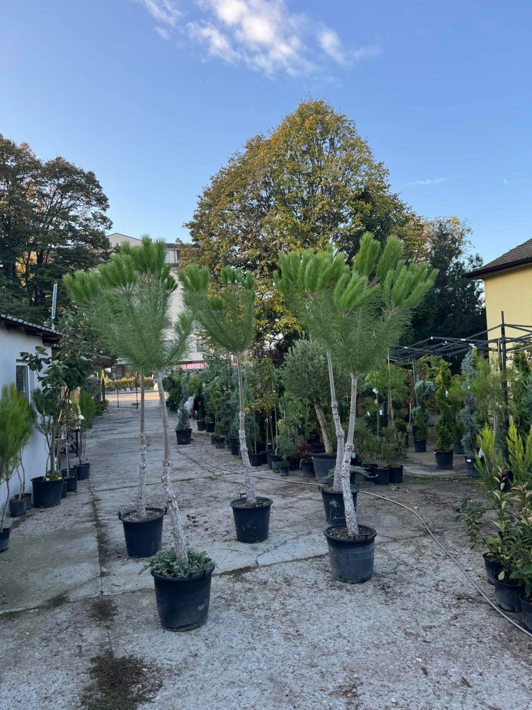 🌲 Pinus pinea (Италиански бор) 🌲