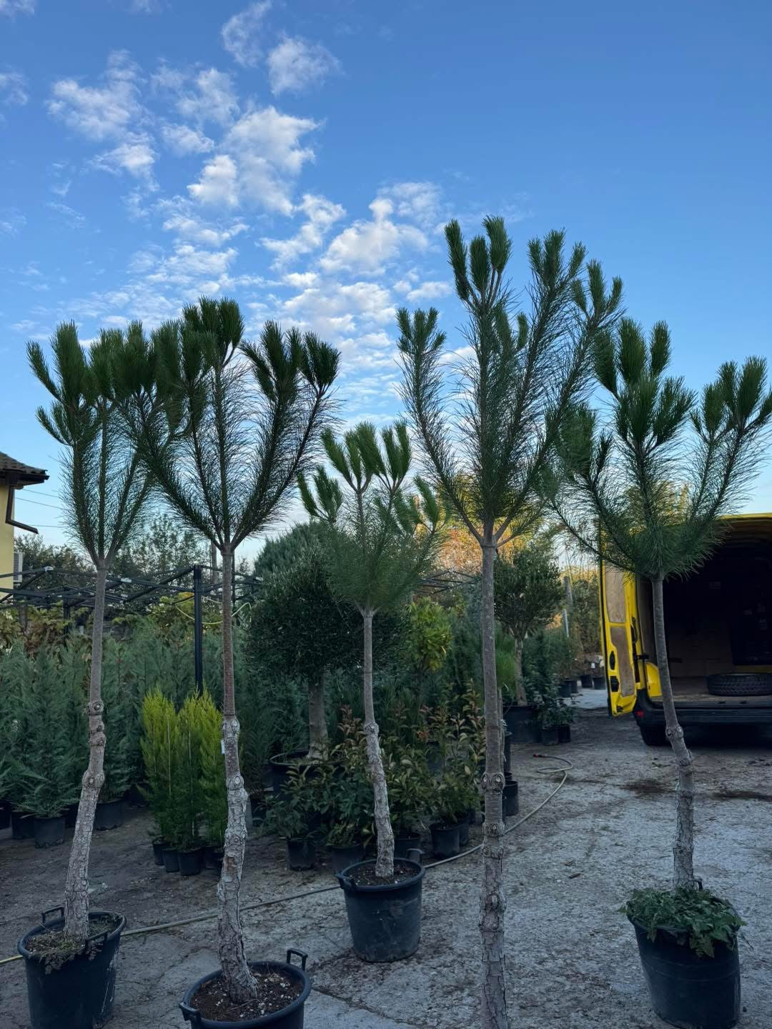 🌲 Pinus pinea (Италиански бор) 🌲