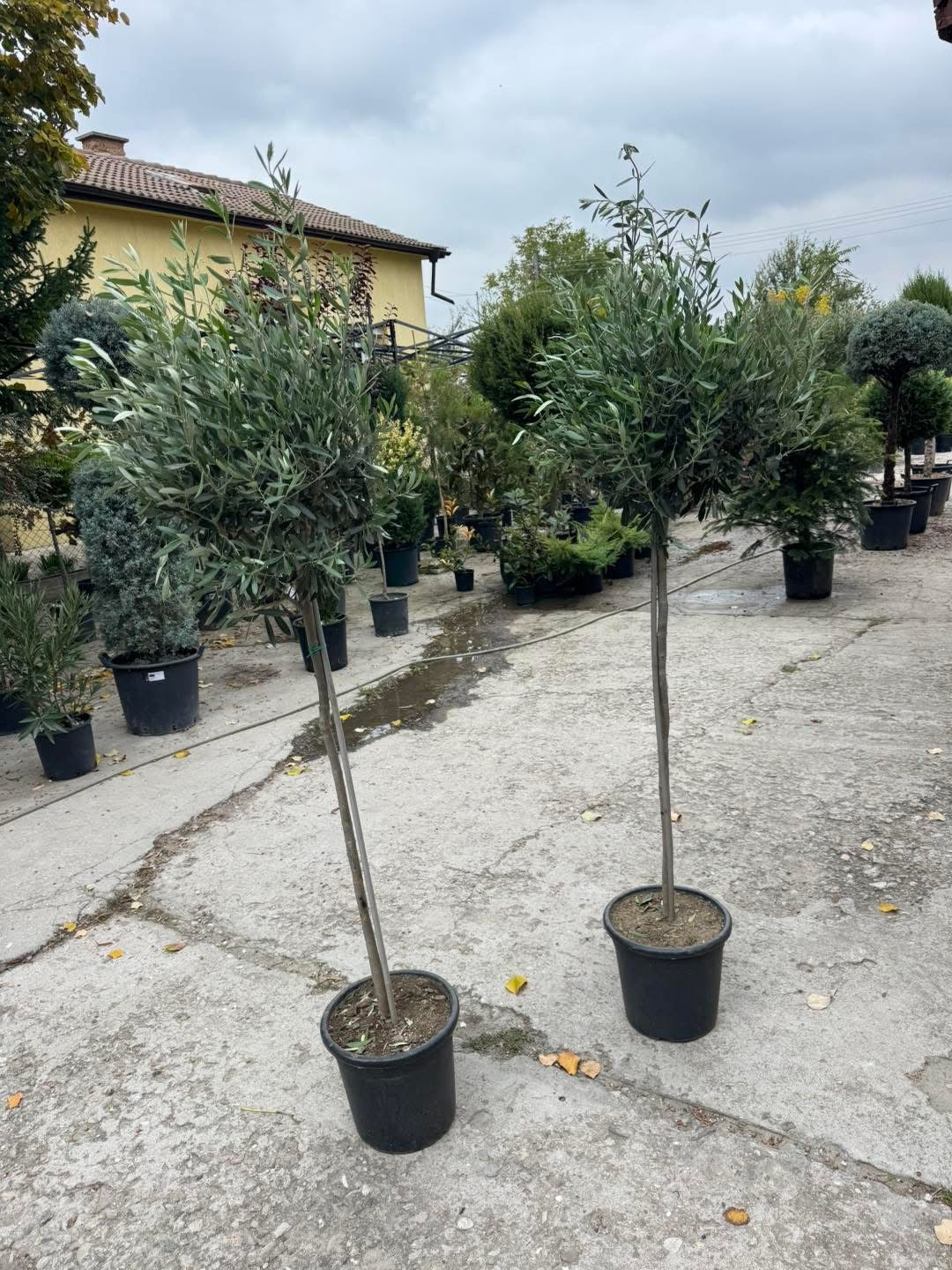 🫒Маслина  “Olea europaea “ 🫒