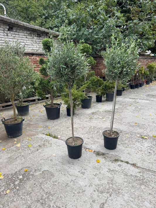 🫒Маслина  “Olea europaea “ 🫒