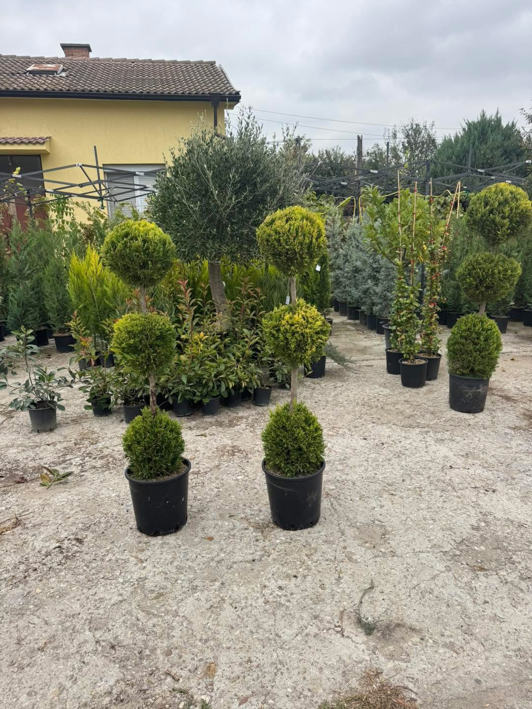 🌿 Лимонов кипарис Gold Crest – оформен в три топки