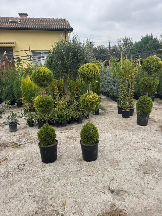 🌿 Лимонов кипарис Gold Crest – оформен в три топки