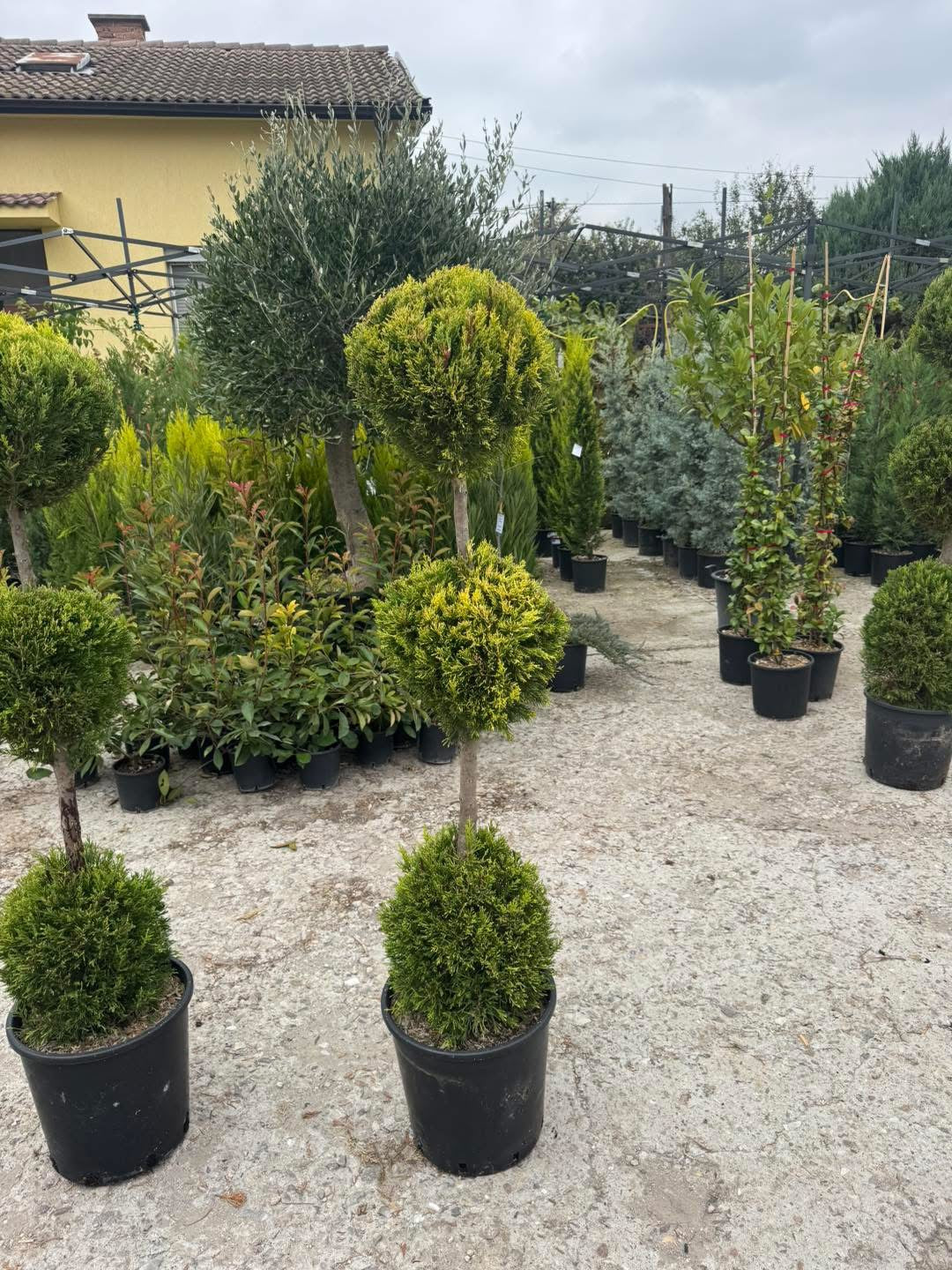 🌿 Лимонов кипарис Gold Crest – оформен в три топки