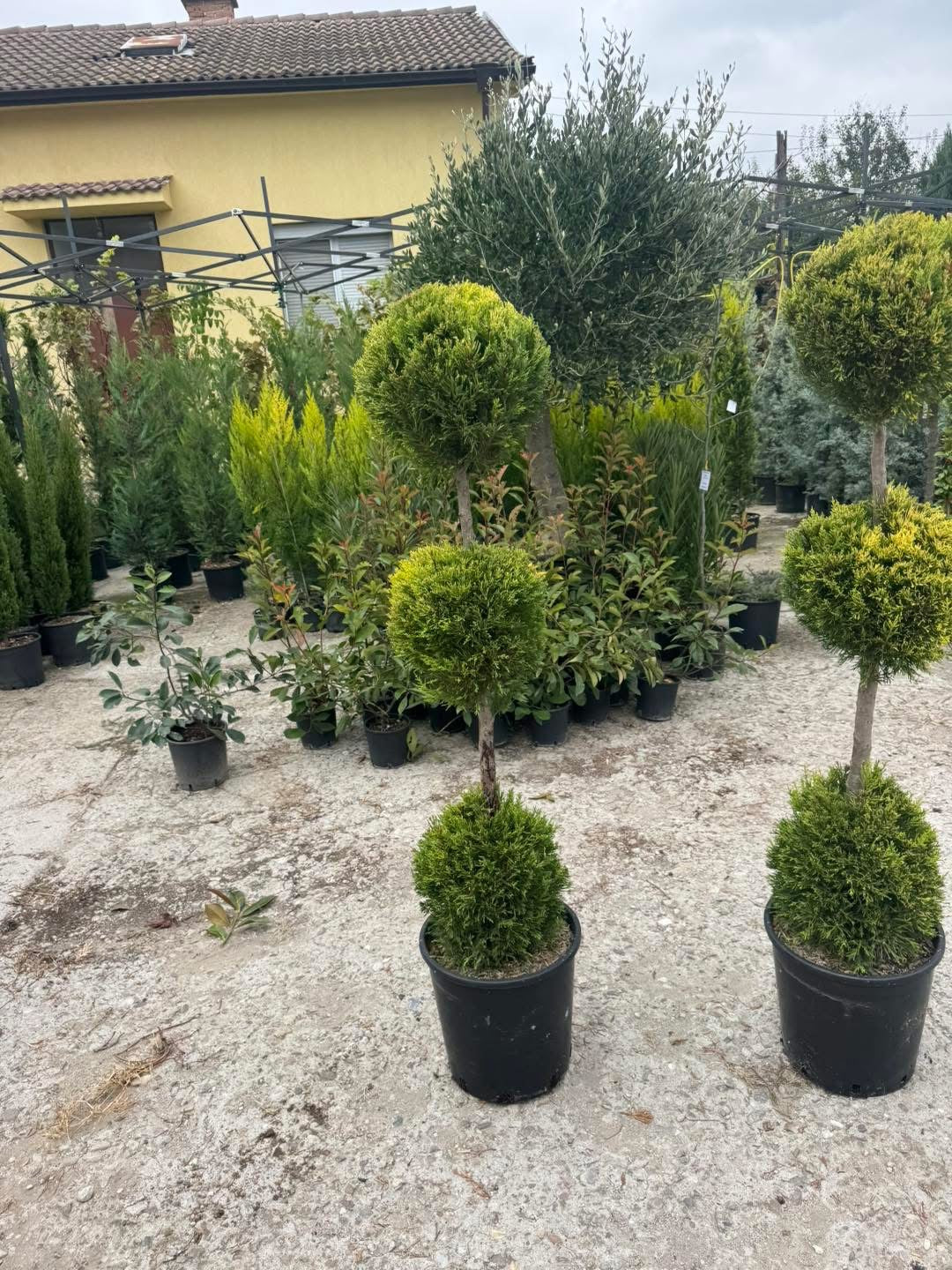 🌿 Лимонов кипарис Gold Crest – оформен в три топки