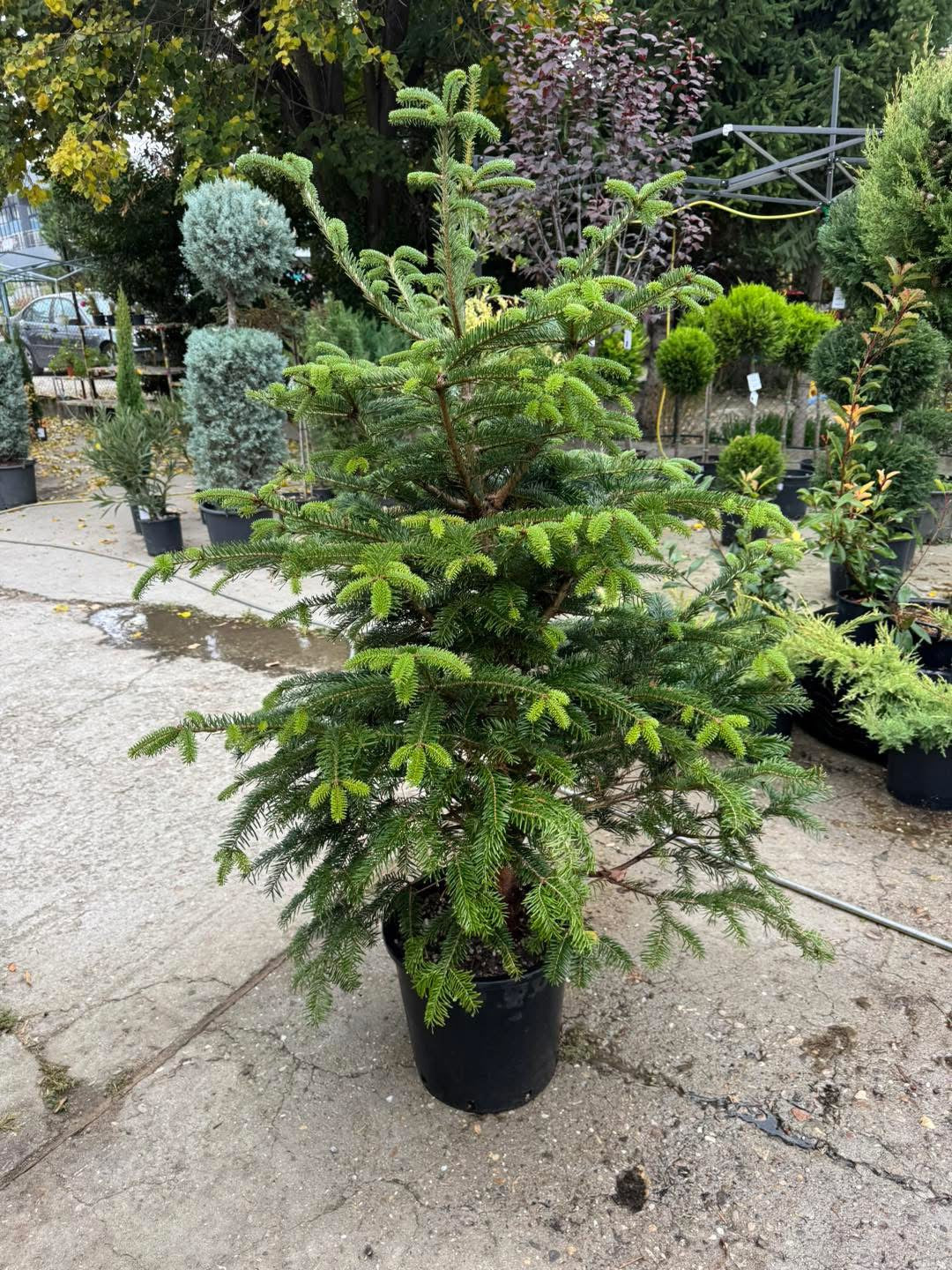 🌲 Кавказка ела (Abies nordmanniana) 🌲