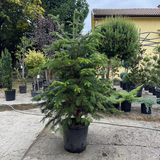 🌲 Кавказка ела (Abies nordmanniana) 🌲