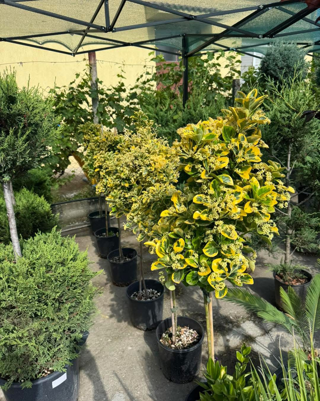 🌿 Евонимус (Euonymus japonicus Twins)- декоративно дръвче🌿