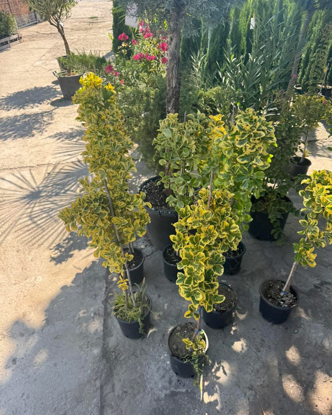 🌿 Евонимус (Euonymus japonicus Twins) -декоративно дръвче 🌿