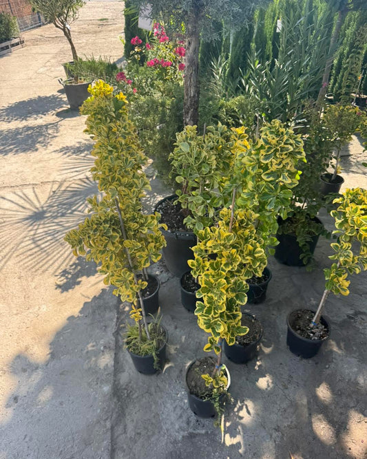 🌿 Евонимус (Euonymus japonicus Twins) -декоративно дръвче 🌿