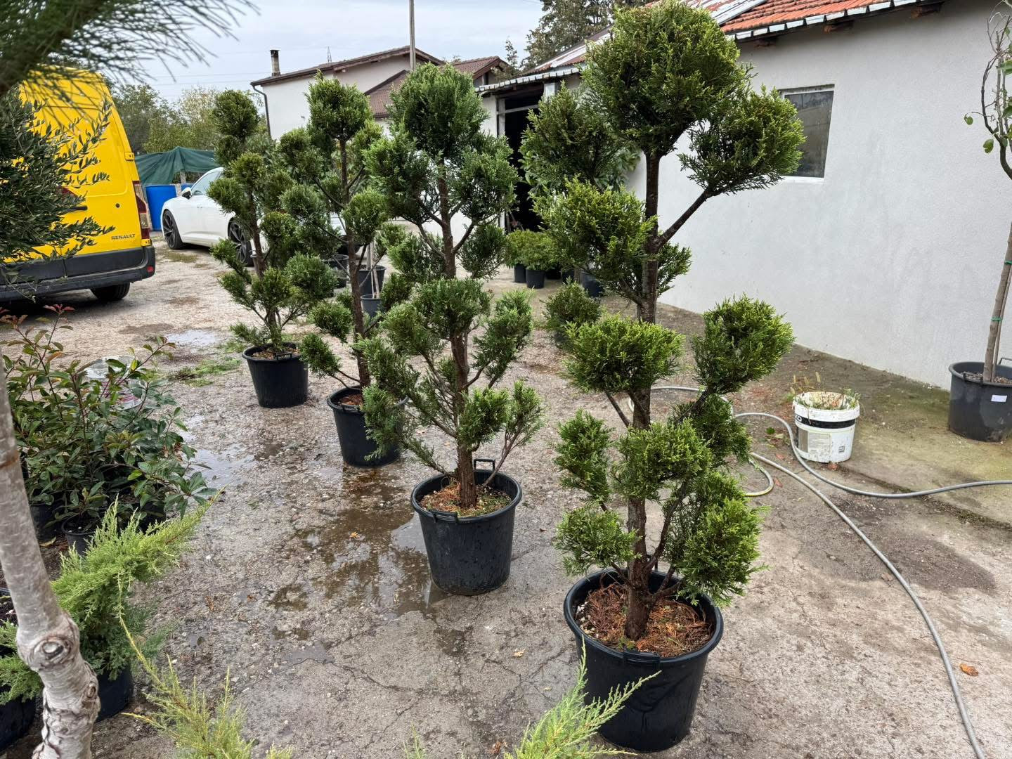 Пон Пон 🌲 Оформен лейланд кипарис Pon Pon – декоративен акцент за всяка градина!