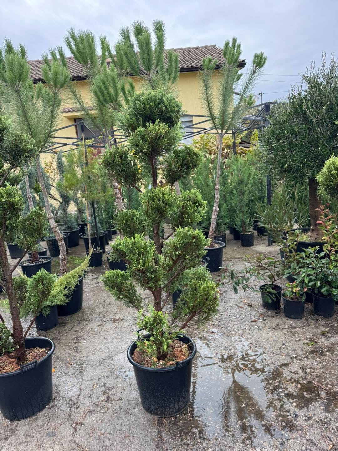 Пон Пон 🌲 Оформен лейланд кипарис Pon Pon – декоративен акцент за всяка градина!