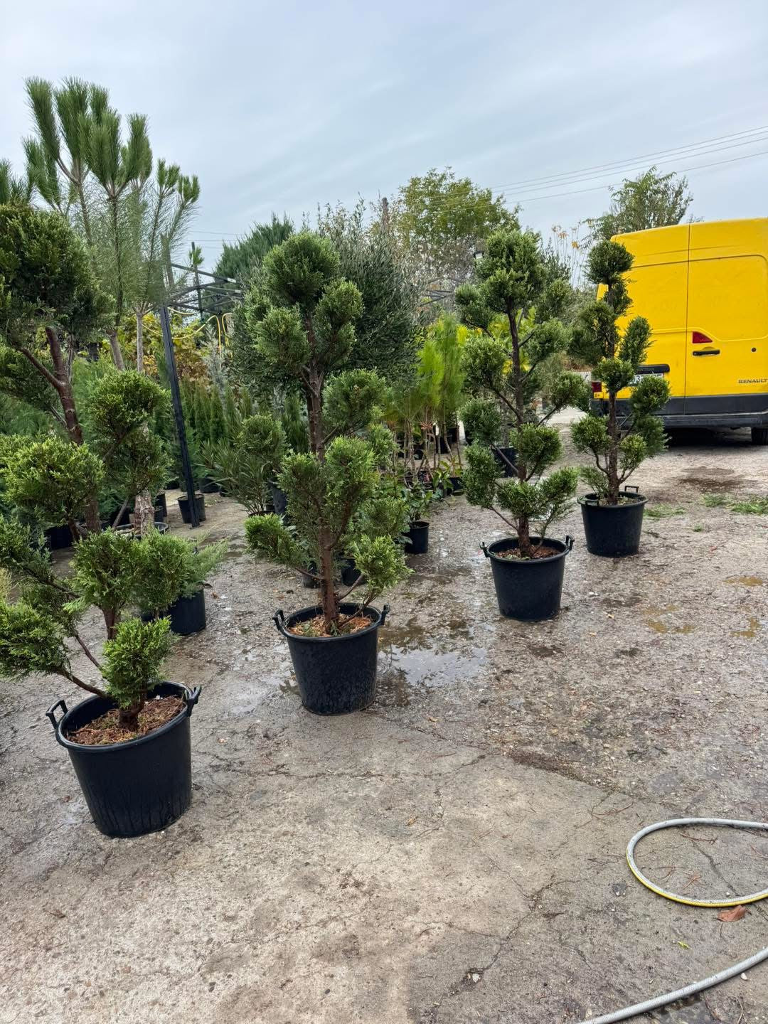 Пон Пон 🌲 Оформен лейланд кипарис Pon Pon – декоративен акцент за всяка градина!