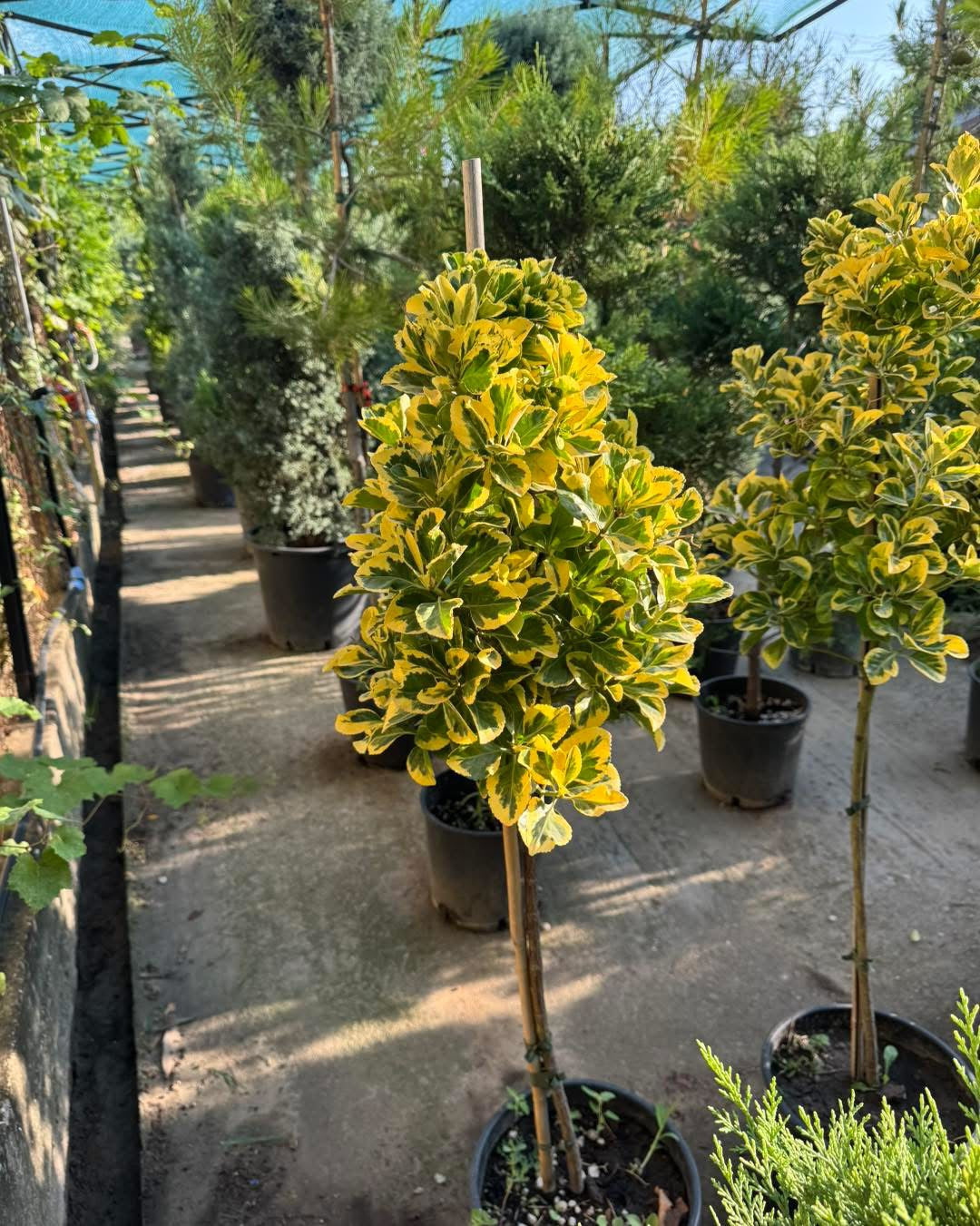 🌿 Евонимус (Euonymus japonicus Twins)- декоративно дръвче🌿