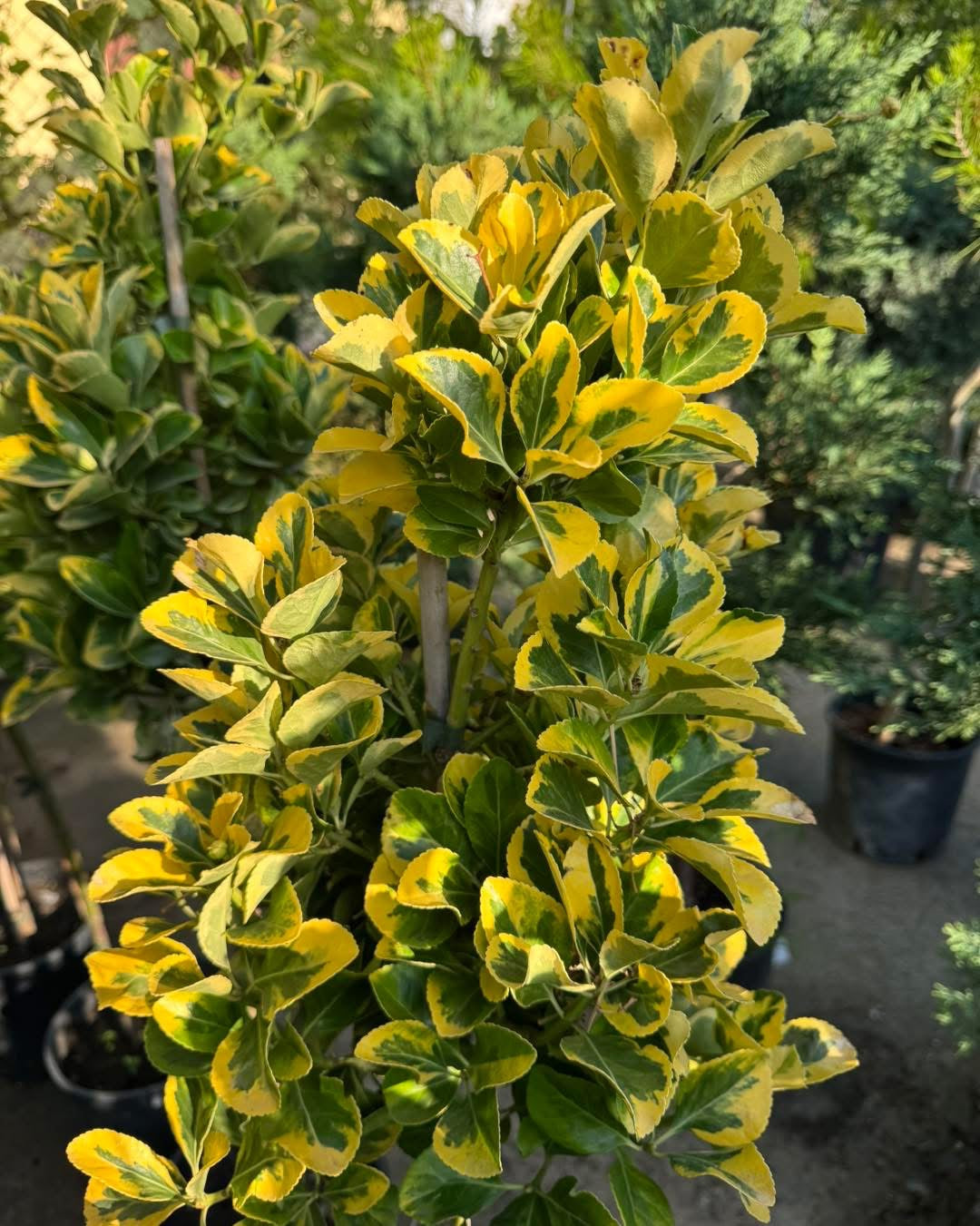 🌿 Евонимус (Euonymus japonicus Twins)- декоративно дръвче🌿