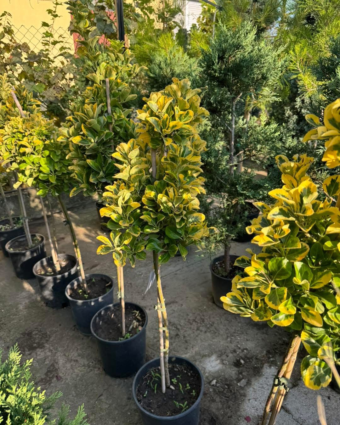 🌿 Евонимус (Euonymus japonicus Twins)- декоративно дръвче🌿