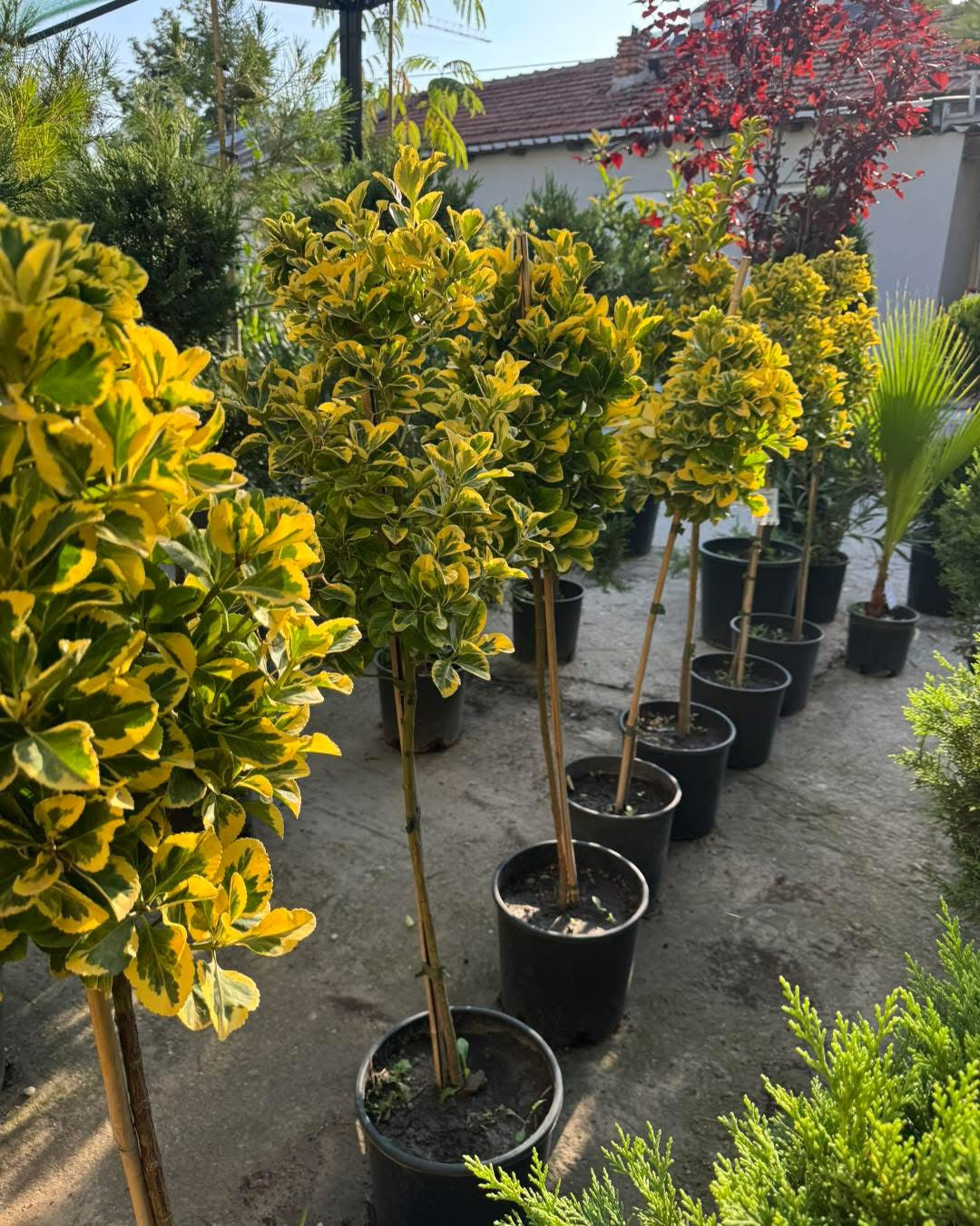 🌿 Евонимус (Euonymus japonicus Twins)- декоративно дръвче🌿