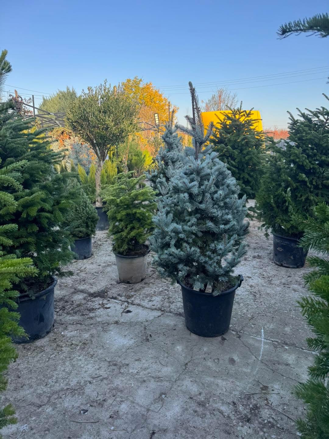 🌲 Сребрист смърч Hoopsii (Picea pungens ‘Hoopsii’) 🌲