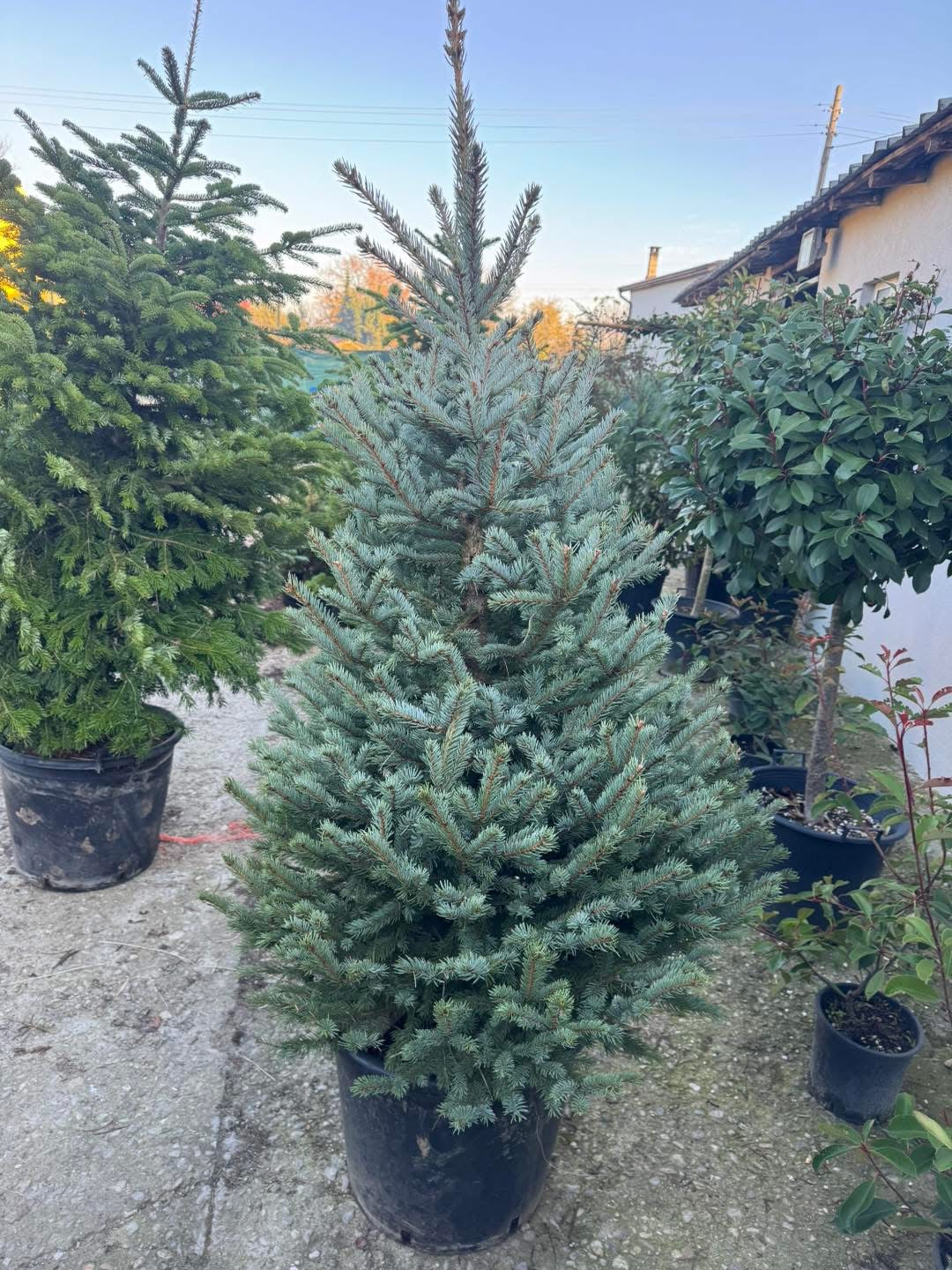 🌲 Сребрист смърч – Picea pungens GLAUCA🌲