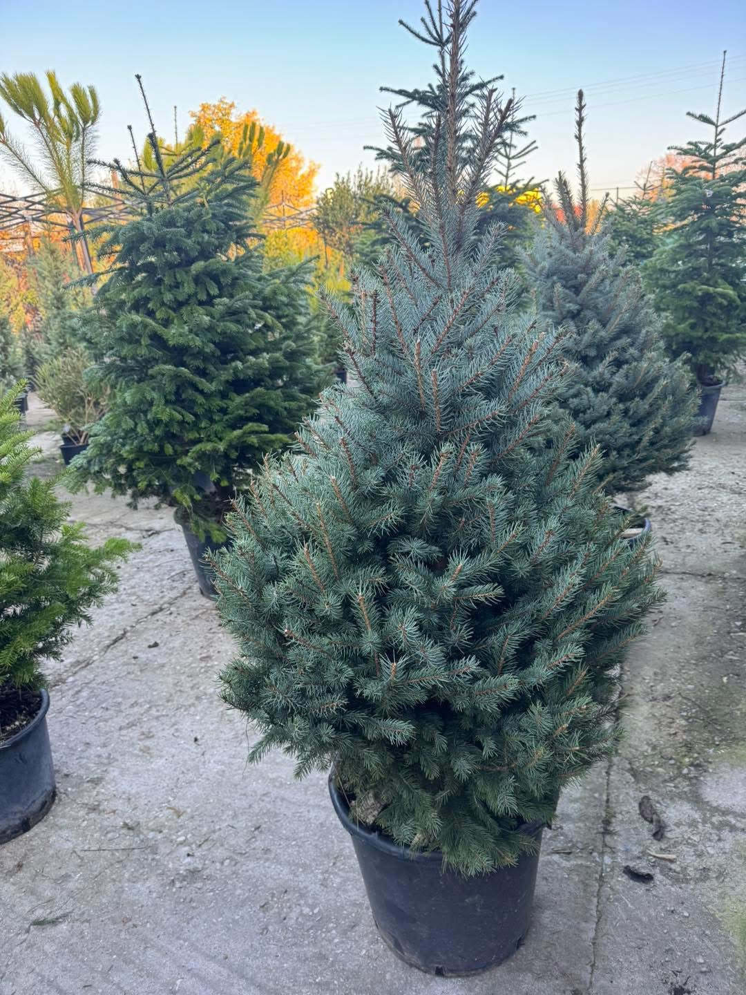 🌲 Сребрист смърч – Picea pungens GLAUCA🌲