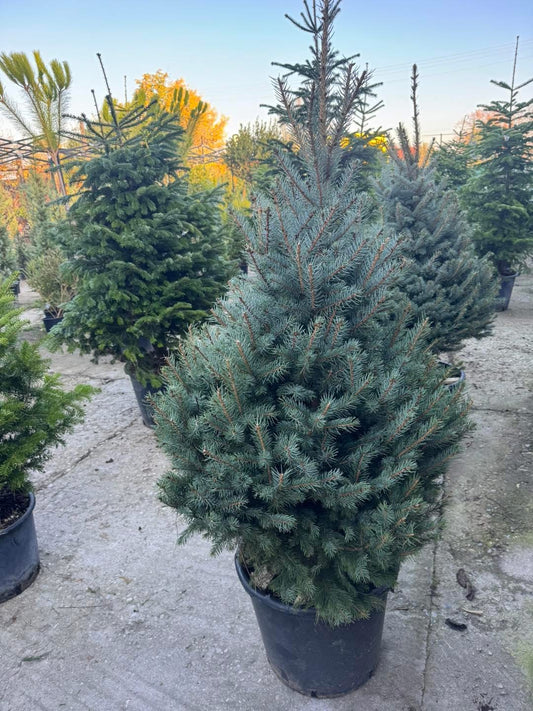 🌲 Сребрист смърч – Picea pungens GLAUCA🌲