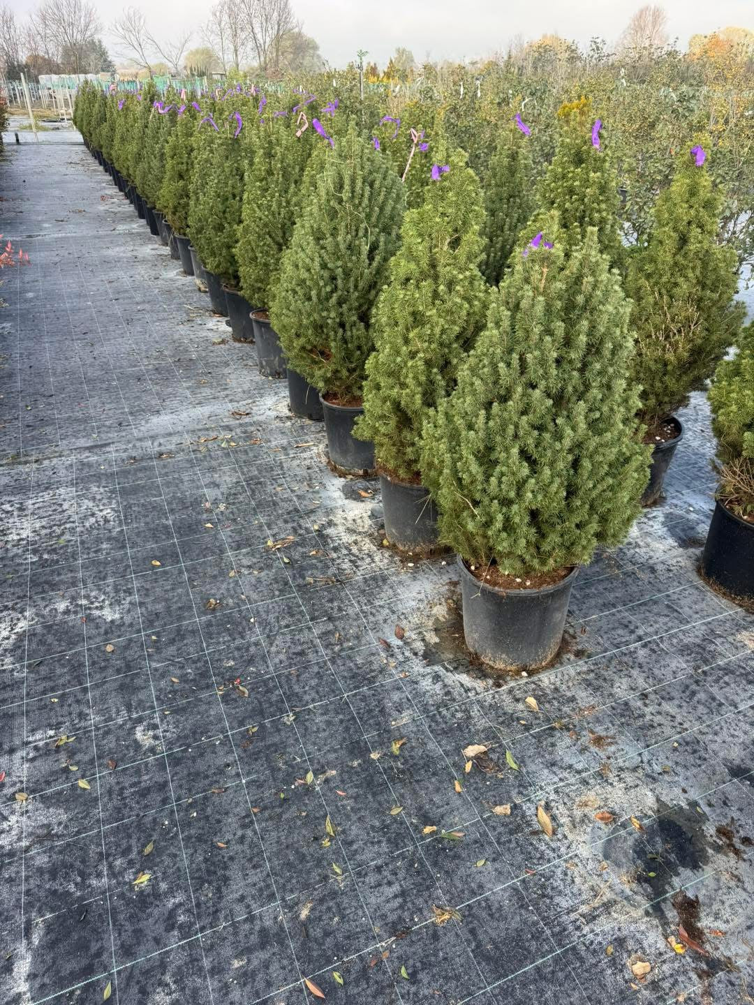 Смърч “Коника” (Picea glauca ‘Conica’) 🌲