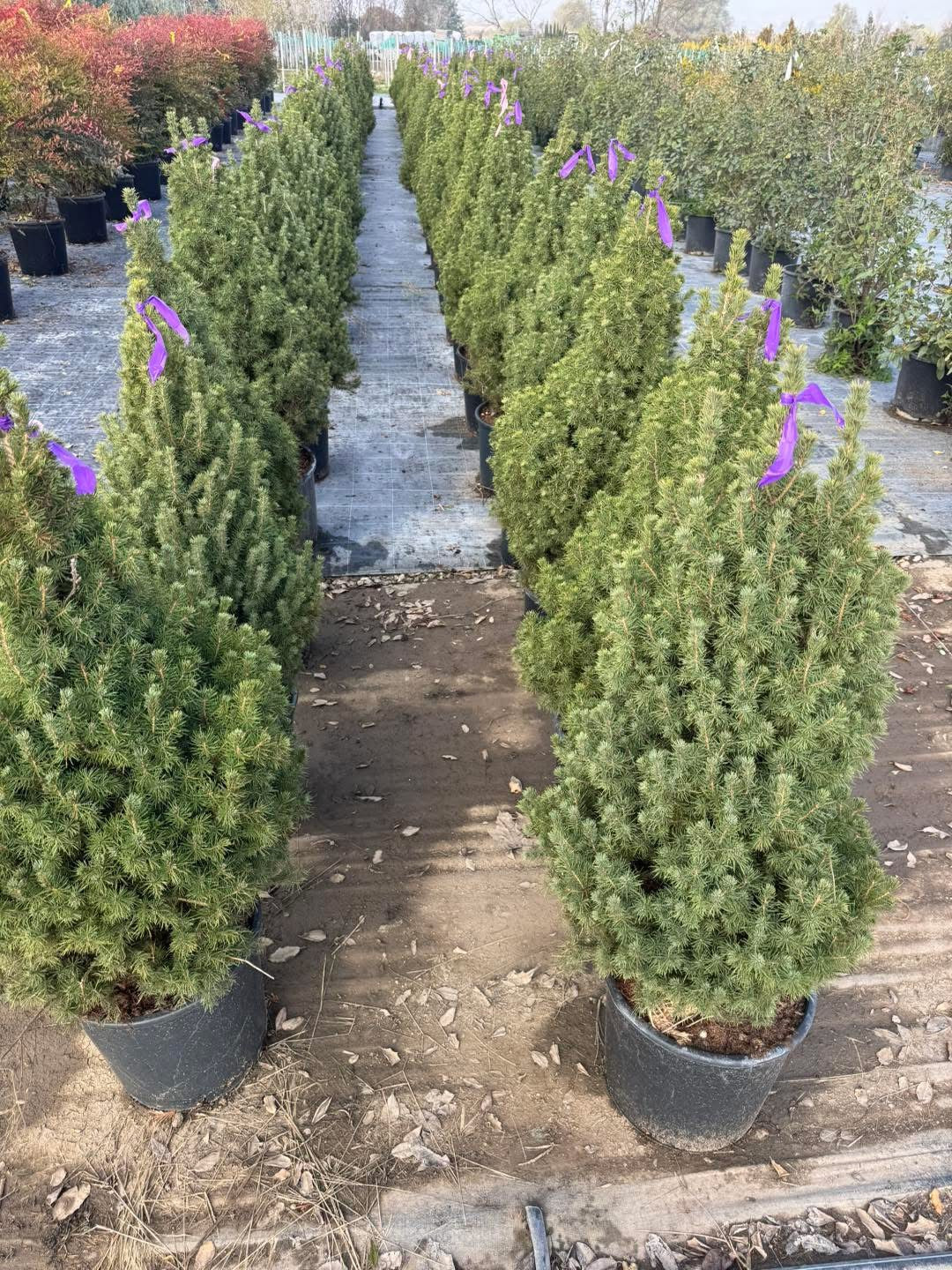 Смърч “Коника” (Picea glauca ‘Conica’) 🌲