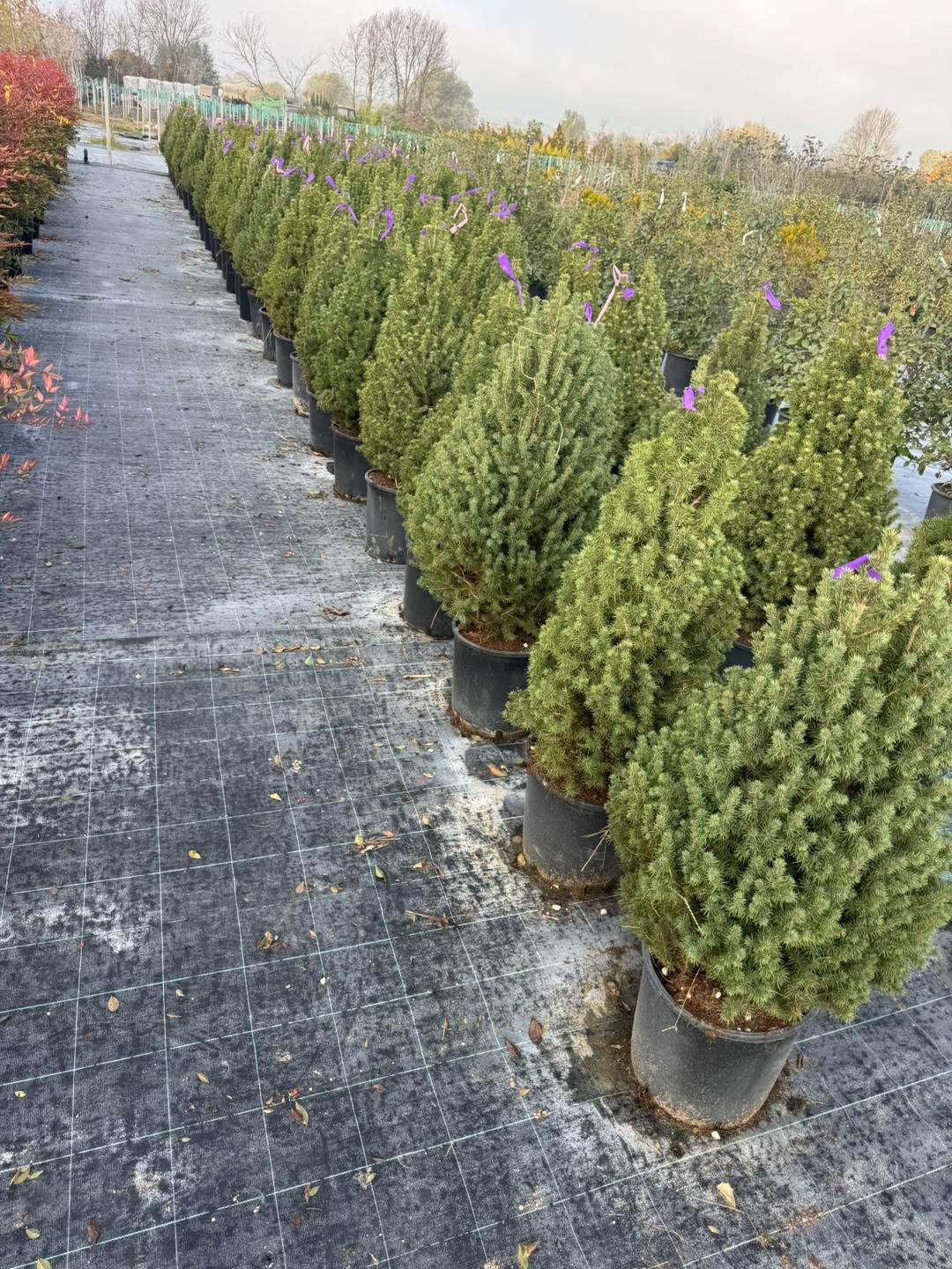 Смърч “Коника” (Picea glauca ‘Conica’) 🌲