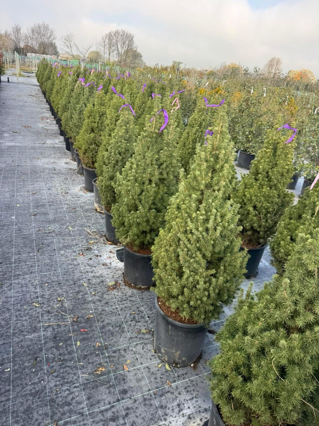 Смърч “Коника” (Picea glauca ‘Conica’) 🌲
